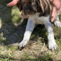 German Shorthaired Pointer Puppies from Echo Acres Farm