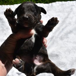 Blue Collar Male - Blue merle male Aussiedoodle puppy in Parma, Idaho from Arena Valley Acres