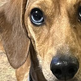 Dachshunds from Kountry Roads Aussies and Doxies