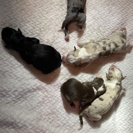 Aussiedoodles and Australian Shepherds from Windsor Aussies