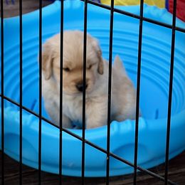 Golden Retriever Puppies from GameChanger Golden Retrievers