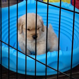Golden Retriever Puppies from GameChanger Golden Retrievers