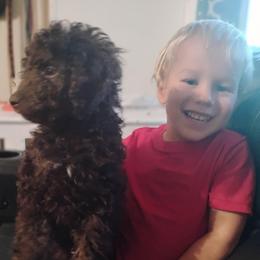 Teddy - Brown and white male Aussiedoodle puppy in Apache Junction, Arizona from Loving Doodle