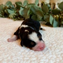 London - Tri-color female Bernedoodle puppy in Perrysville, Ohio from Pleasant Valley Bernedoodles