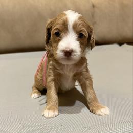 Pink Girl - Caramel cream female Australian Labradoodle puppy in West Union, South Carolina from Golden Corner Labradoodles, LLC