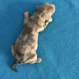Dapple girl - Dapple female Dachshund puppy in South Willard, Utah from Doxies in the Sun