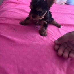 Mini - Blue and gold female Yorkshire Terrier puppy in Los Angeles, California from Munoz yorkies