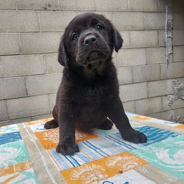 Labrador Retriever Puppies from Dolce Amore Labradors