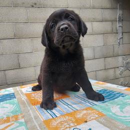 Labrador Retriever Puppies from Dolce Amore Labradors