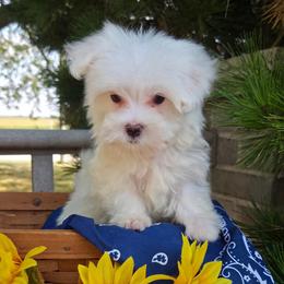 Remmy SMALL - White male Maltese puppy in Monticello, Iowa from Ashley’s Puppies