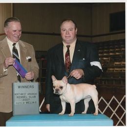 French Bulldog All Grown Up from Hillbuckle's French Bulldogs