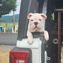 Bulldog Puppies from Life with Bulldog Paws