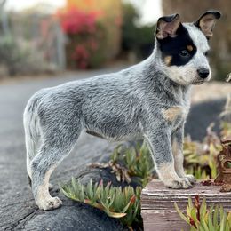 Australian Cattle Dog Puppies from Tin Roof Australian Cattle Dogs
