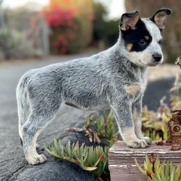 Australian Cattle Dog Puppies from Tin Roof Australian Cattle Dogs