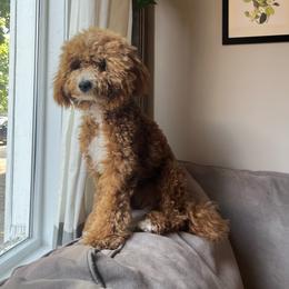 Cavapoo puppies from Campbell Cavapoos