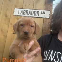Pumpkin - Yellow female Labrador Retriever puppy in Tigard, Oregon from Morrison Labrador Retreivers