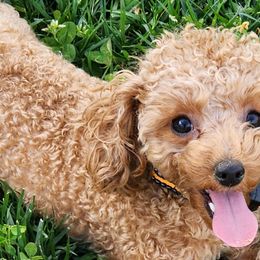 Maltese, Poodles, and Yorkshire Terriers from Lil Pawsome Puppies, LLC