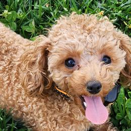 Maltese, Poodles, and Yorkshire Terriers from Lil Pawsome Puppies, LLC