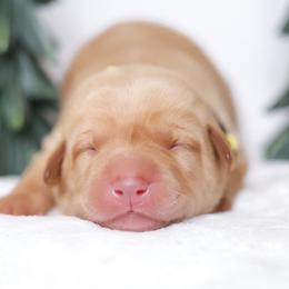 Labrador Retriever Puppies from AGL Retrievers