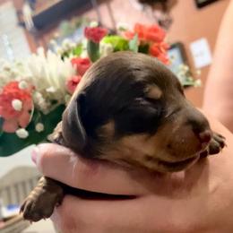 Guinness - Chocolate and tan male Dachshund puppy in Fontana, California from DOXI.E.