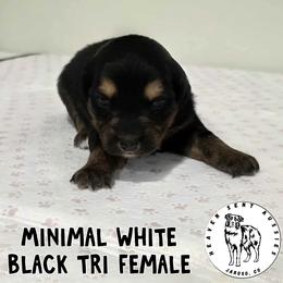 Francie - Black tri female Miniature Australian Shepherd puppy in Jaroso, Colorado from Heaven Sent Aussies