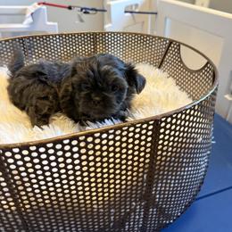 Misty - Blue female Shih Tzu puppy in Boiling Springs, South Carolina from Sherry Whiteside's Shih Tzus