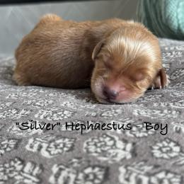 Hephaetus - Dark golden male Golden Retriever puppy in Weston, Missouri from Love is Golden