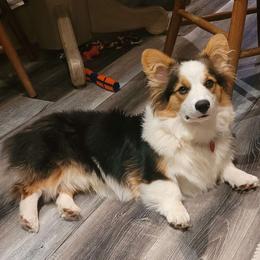 LOKI - Pembroke Welsh Corgi