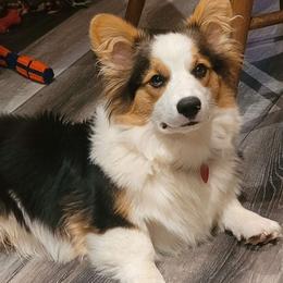 LOKI - Pembroke Welsh Corgi