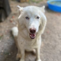Camryn - Siberian Husky