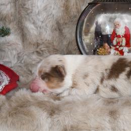 Baguette - Red merle female Australian Shepherd puppy in Kirksville, Missouri from BellSharps Australian Shepherds