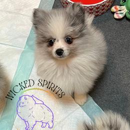 AKC BATMAN - Blue merle male Pomeranian puppy in Watkins Glen, New York from Wicked Spirits Pomeranians