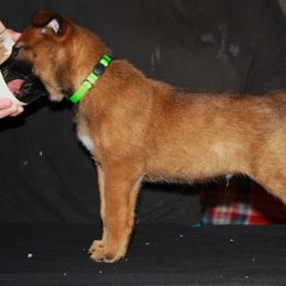 Belgian Malinois Puppies from Pyrex Kennels