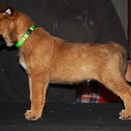 Belgian Malinois Puppies from Pyrex Kennels