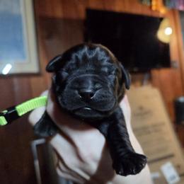 Green Male - Black male Labrador Retriever puppy in Andrews, South Carolina from Leyland Cypress Retrievers