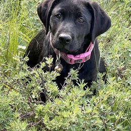 Labrador Retriever Puppies from Sula Peak Water Dogs LLC