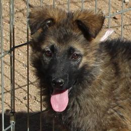 Girl 1 - Sable female German Shepherd puppy in Lake George, Colorado from High Country German Shepherds