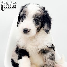 Bobby - female Australian Mountain Doodle puppy in Tipton, Indiana from Country Creek Doodles
