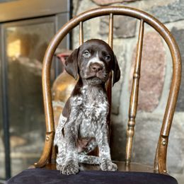 Airedale Terrier and German Shorthaired Pointer Puppies from Aim High Airedales & German Shorthaired Pointers
