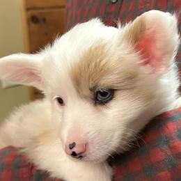 Janie - White and fawn female Pembroke Welsh Corgi puppy in Lima, New York from Hickory Springs Corgis