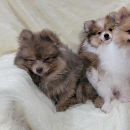 Pomeranian Puppies from Prancing Poms