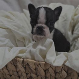 Peanut - Black and white male Boston Terrier puppy in Clinton Township, Michigan from Greenberg's Boston Terriers & Bullies of Metro Detroit
