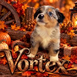 Vortex - Blue merle male Miniature Australian Shepherd puppy in Lubbock, Texas from Baby Storm Kennels
