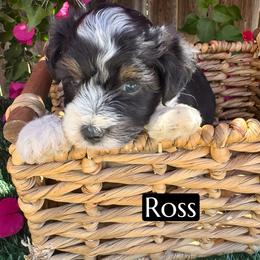 Ross - Black phantom male Aussiedoodle puppy in Bakersfield, California from Annie's Aussies