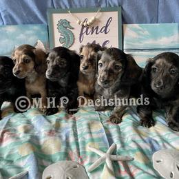 Dachshund Puppies from M.H.P Dachshunds