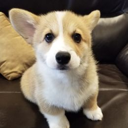 Pembroke Welsh Corgis from Peakaview Corgis