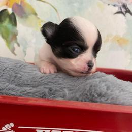 Eli - Black and white male Chihuahua puppy in Red Bluff, California from Aye Chihuahua