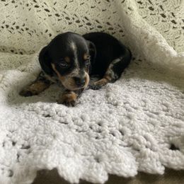 Bunny - Piebald female Dachshund puppy in Grove, Oklahoma from A&W Doxies