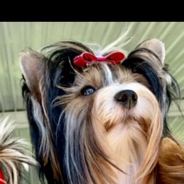 Biewer Terrier Puppies from Bouquet Biewers