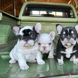 Mrs. Gump - Black and white female French Bulldog puppy in Montrose, Colorado from San Juan Frenchies